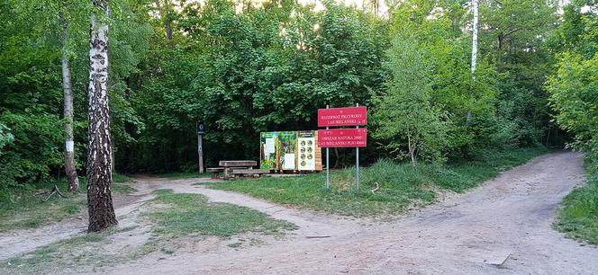 Las Bielański