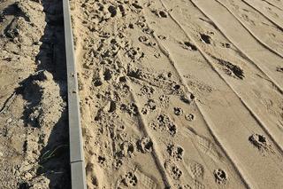 Ma tu być stadion. Teraz jest wychodek dla psów. Miłośnicy sportu grzmią: Uciekniemy się do drastycznych metod