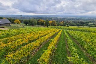 Wino i czekolada: skarby Podkarpacia [GALERIA]