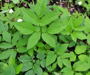 Leczy podagrę, wspiera wątrobę i jest zero waste. Dobroczynny chwast dodaj do sałatki