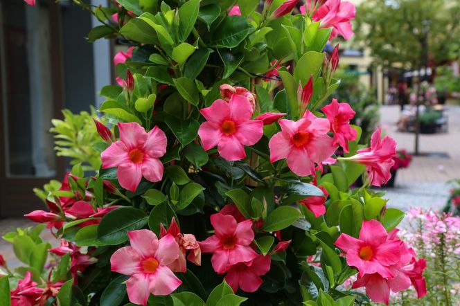 Dipladenia, mandevilla