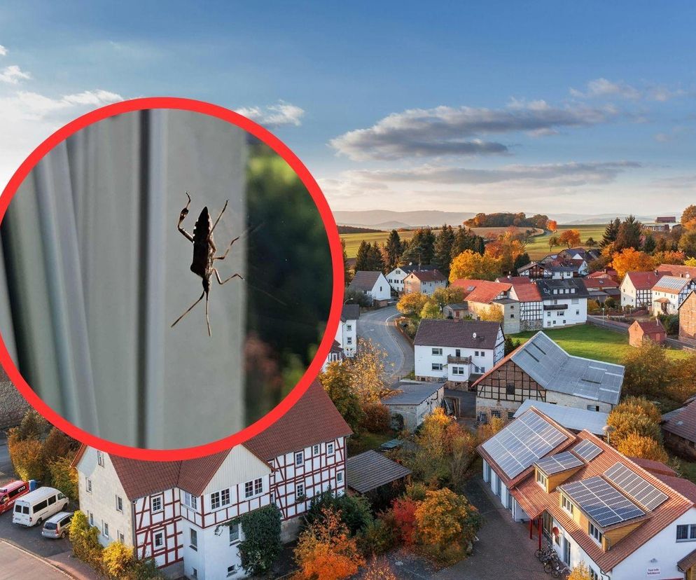 Cuchnący wtyk amerykański pcha się do domów