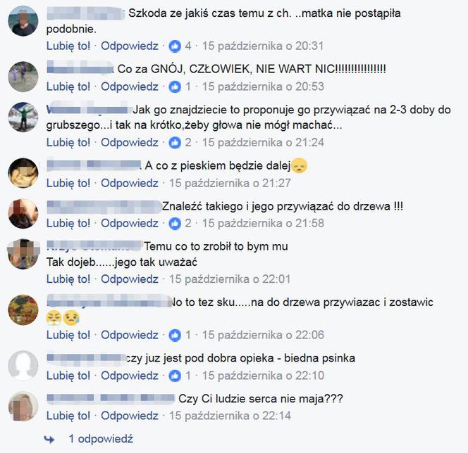  Przywiązali psa do drzewa. Internauci szukali okrutnych właścicieli szczeniaka