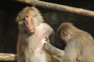 Małpia kosmetyczka pracuje 7 dni w tygodniu. Jedyne takie miejsce w stolicy. „Iskanie relaksuje”