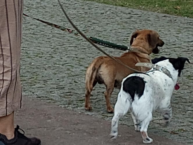 Sztuka dla zwierząt6