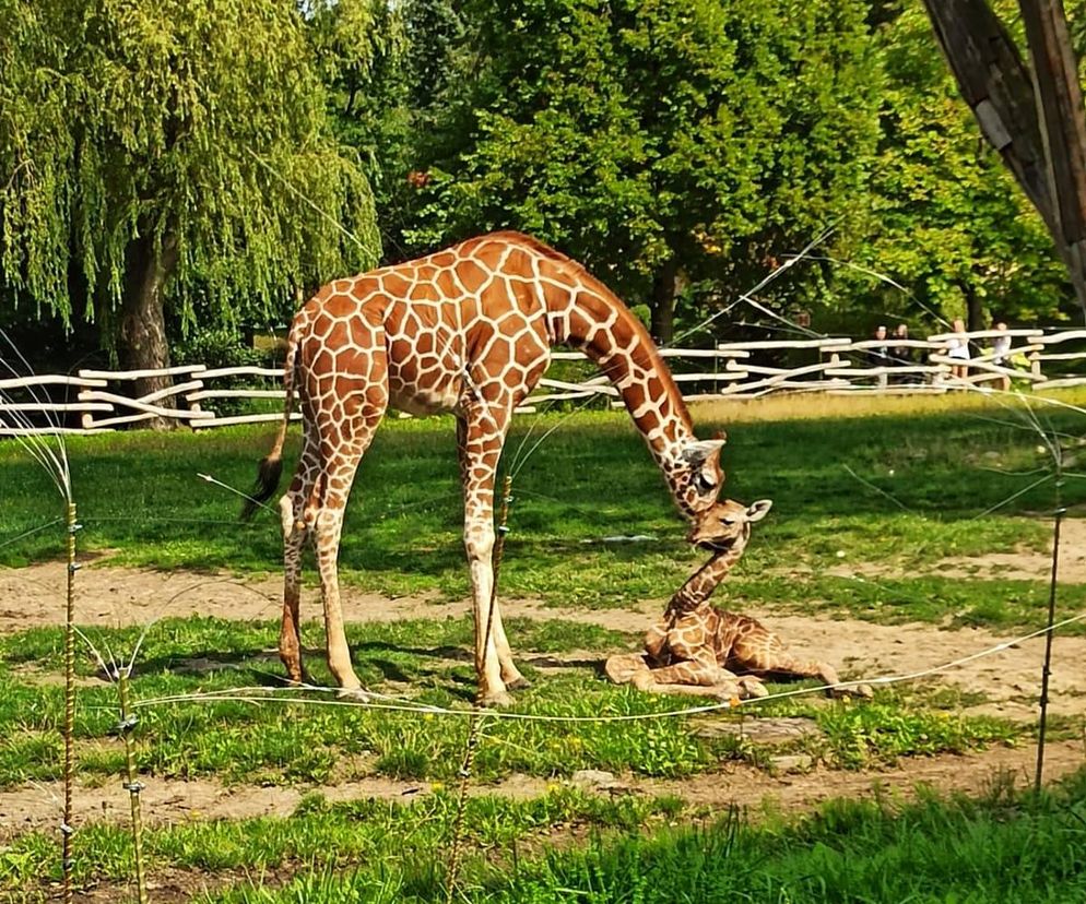Narodziny w Śląskim Ogrodzie Botanicznym. Do grona mieszkańców dołączyła mała żyrafa