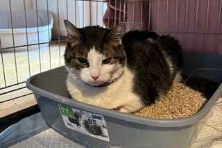 Kot Pandek wraca do zdrowia