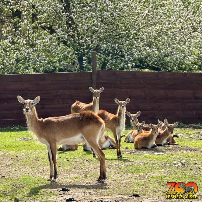 Szalone Małpki nagrywały teledysk w ZOO Leśne Zacisze pod Kielcami