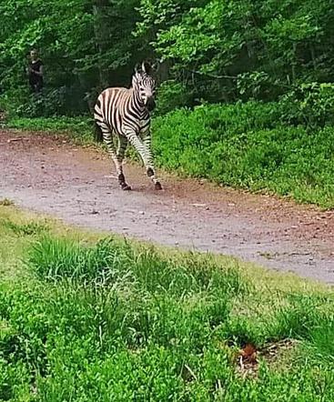 Zebra