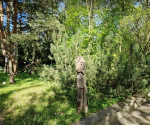 Wiosna w Ogrodzie Botanicznym UKW, czyli spacer wśród zieleni