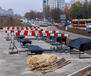 Pierwsze drzewa w parku nad obwodnicą na Ursynowie