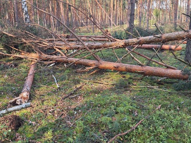 straty w Nadleśnictwie Kozienice2