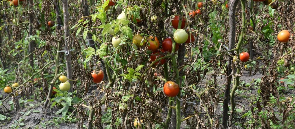 Phytophthora