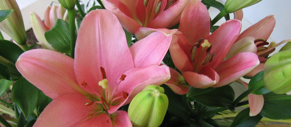 Lilia 'Brindisi' 
