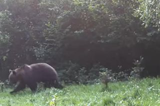 Niedźwiedź w Beskidzie Sądeckim. Uchwyciła go fotopułapka