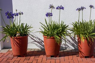 Wysokie donice + te rośliny = balkon, którego pozazdroszczą sąsiedzi!