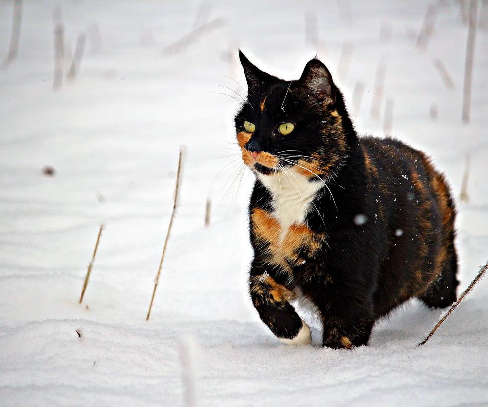 kot na śniegu