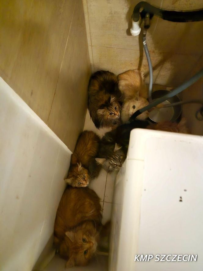 3 lata więzienia grożą mężczyźnie, który usłyszał zarzut znęcania się nad zwierzętami