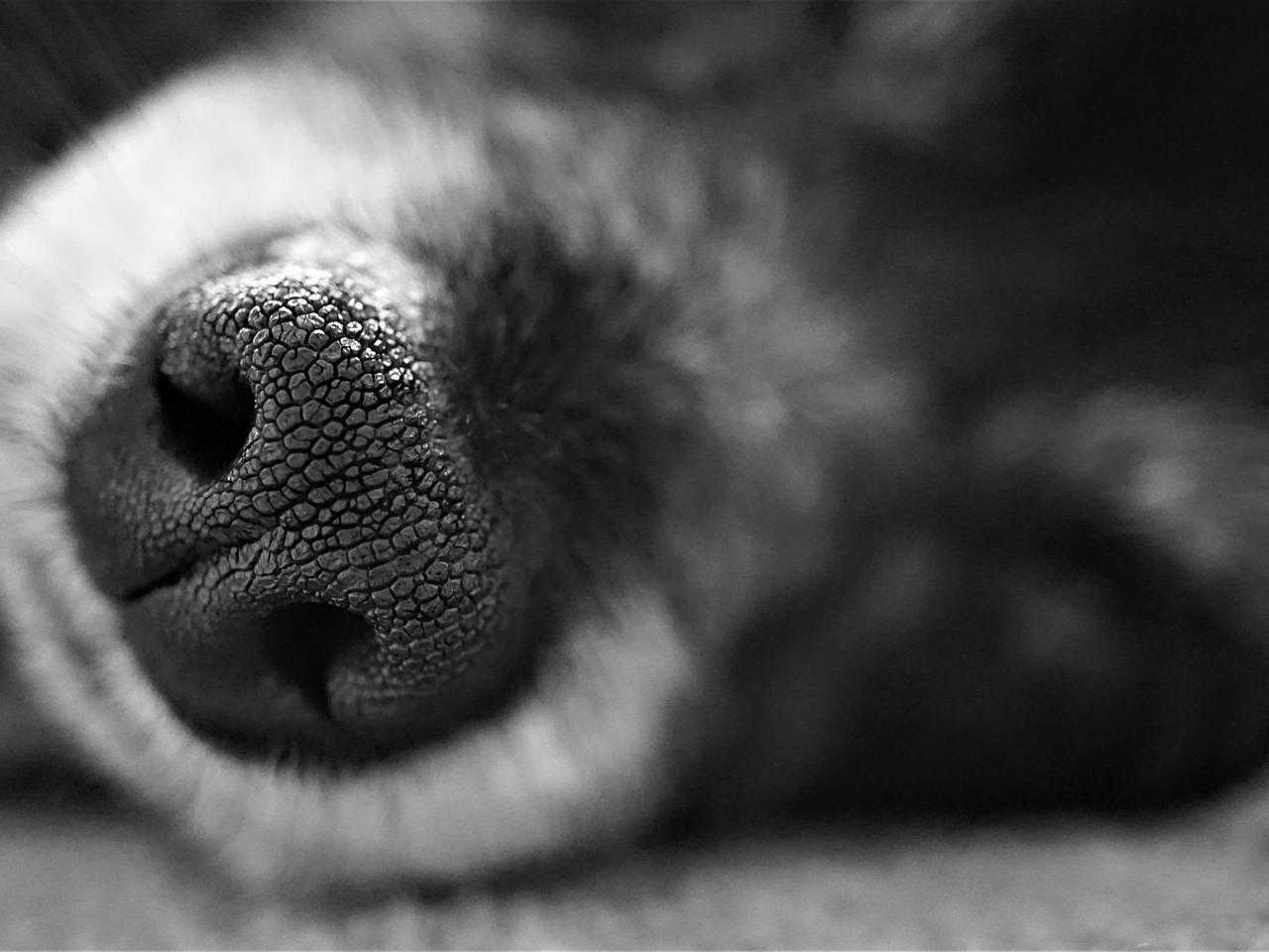 Makabryczne znalezisko nad Łomżyczką! W worku był martwy pies