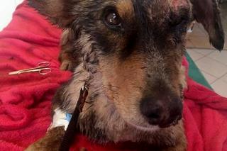 Fart wtopił się w asfalt