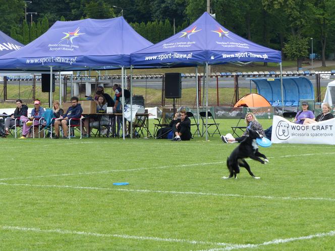 dog frisbee w Iławie