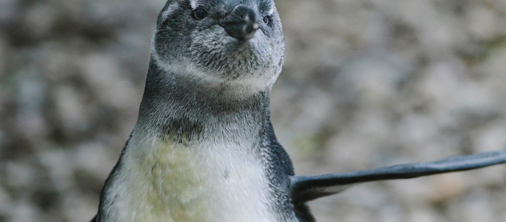 1 To pierwszy wykluty w łódzkim zoo pingwin przylądkowy