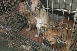 Kilkadziesiąt psów zamkniętych w dwupokojowym mieszkaniu w Łodzi. Zwierzęta zostały odebrane właścicielce