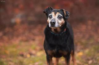 Pilnie potrzebują domu! Te zwierzaki najbardziej łakną miłości