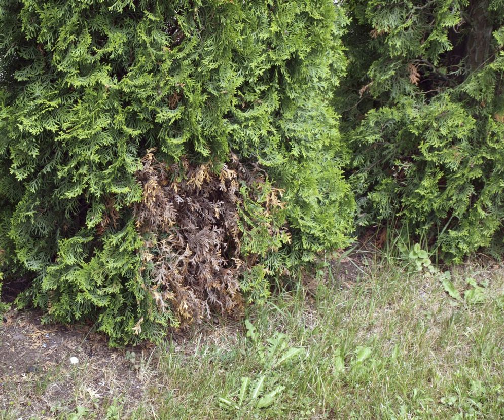 tuja
