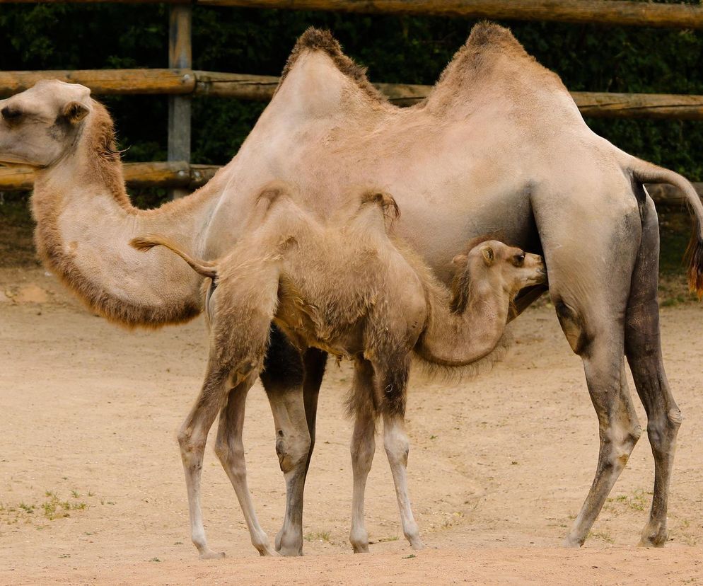 Będzie wielbłąd, renifer, jeż i wiele innych. Zoopark już w marcu