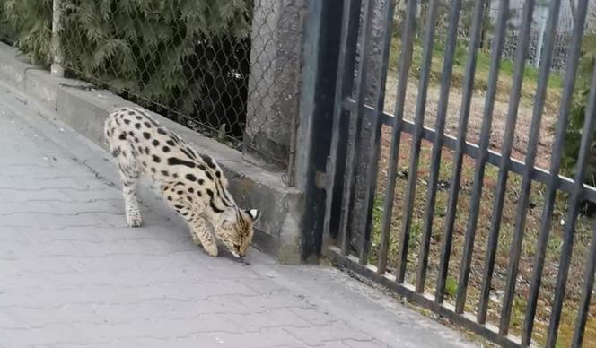 Dziki serwal grasuje pod Krakowem