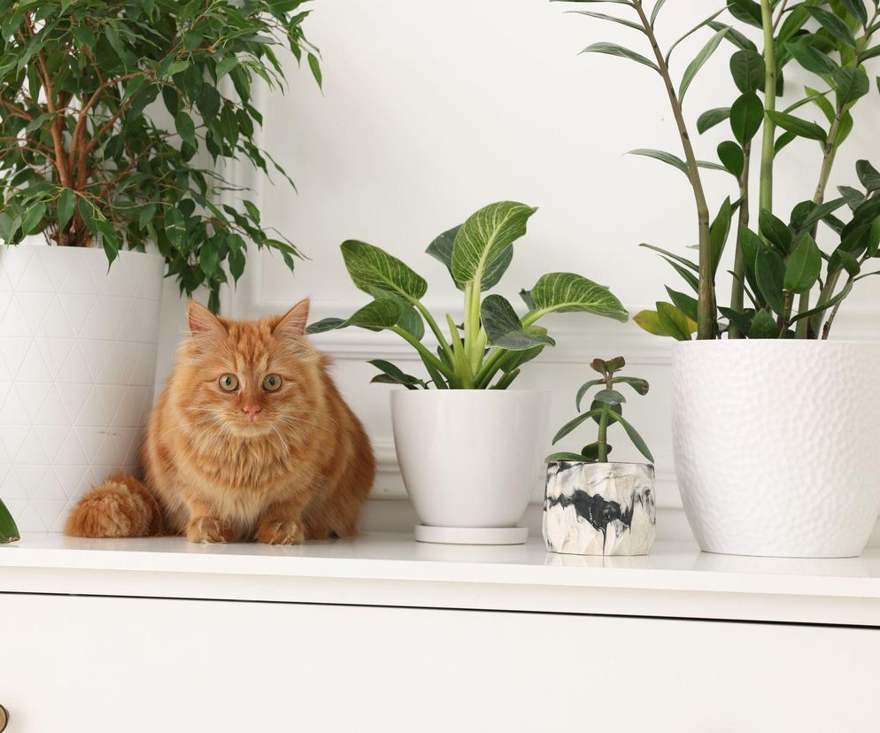 Kwiaty bezpieczne i niebezpieczne dla kota. Sprawdź!