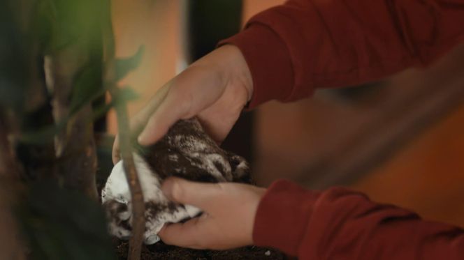 Dziedzictwo (Emanet) odc. 661. Yusuf