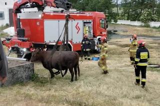 Krowy topiły się w szambie