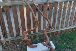 Muzeum Patyka w Toruniu