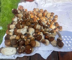 Wysp grzybów w woj. lubelskim