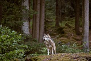 Lubuskie: Przebiegający wilk niedaleko przedszkola! Jest nagranie