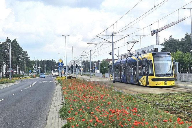 Kwietne łąki w Toruniu. MZK chwali się estetycznymi i ekologicznymi walorami