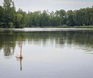 Sosnowiecki Balaton przejdzie metamorfozę