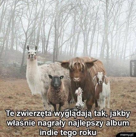 Chcesz poprawić sobie humor? Te memy ze zwierzętami rozbawią cię do łez!