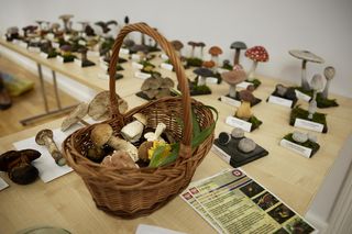Co roku dochodzi do kilkunastu zatruć grzybami. To musisz o nich wiedzieć przed wyjściem do lasu [GALERIA]