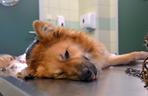 Flesz z Podkarpacia: Pies uratowany przed śmiercią w męczarniach