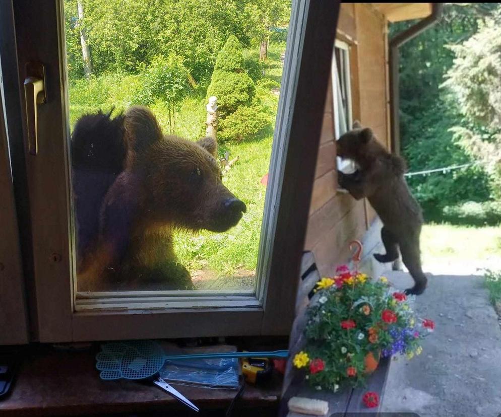 Miś szukał jedzenia na prywatnej posesji. To niebezpieczne!