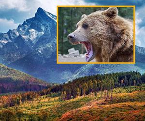 Kolejne ataki niedźwiedzi na turystów! Są ranni, groza na Słowacji