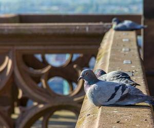 Ten patent sprawi, że gołębie nigdy nie usiądą na twoim balkonie. Koniecznie go wypróbuj