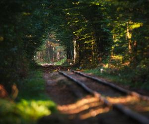 Tajemnicze dźwięki w świętokrzyskich lasach. Trwa BUKOWISKO, okres godowy łosi 