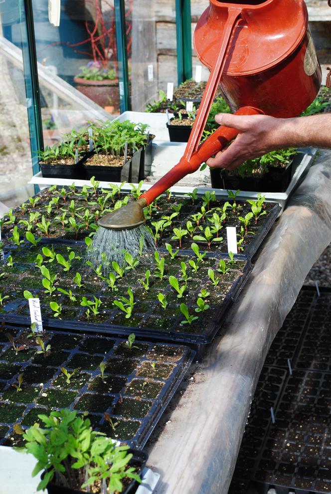 Warzywnik Katarzyna Bellingham