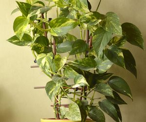 Rośliny doniczkowe na podporach