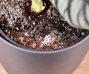 Wsypuję pół łyżeczki do wody i podlewam kwiaty. Tak usuwam biały nalot w doniczce