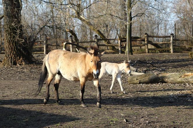  Warszawskie zoo ma nowego mieszkańca. To trzecie dziecko Primy i Larsa